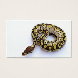 Brown and Gold Ball Python 2