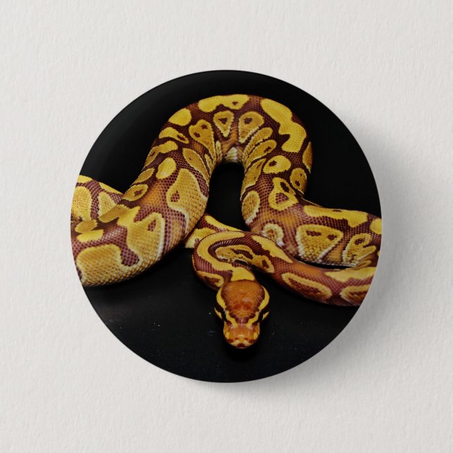 Brown and Gold Ball Python 2 Inch Round Button (Front)