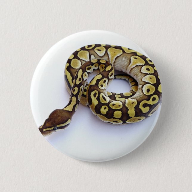 Brown and Gold Ball Python 2 Inch Round Button (Front)