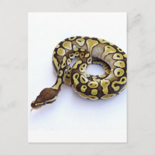 Brown and Gold Ball Python 2 Postcard
