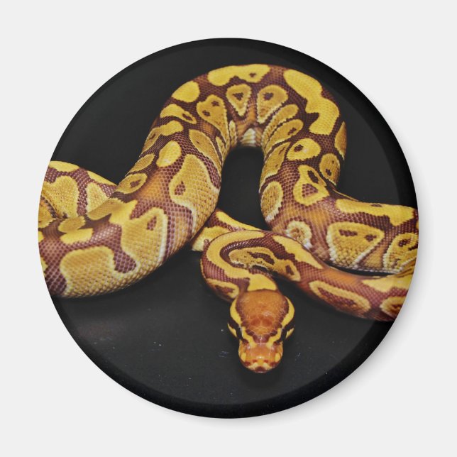 Brown and Gold Ball Python Magnet (Front)