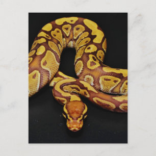 Brown and Gold Ball Python Postcard