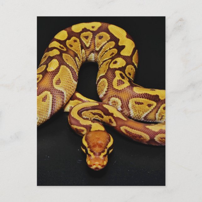 Brown and Gold Ball Python Postcard (Front)