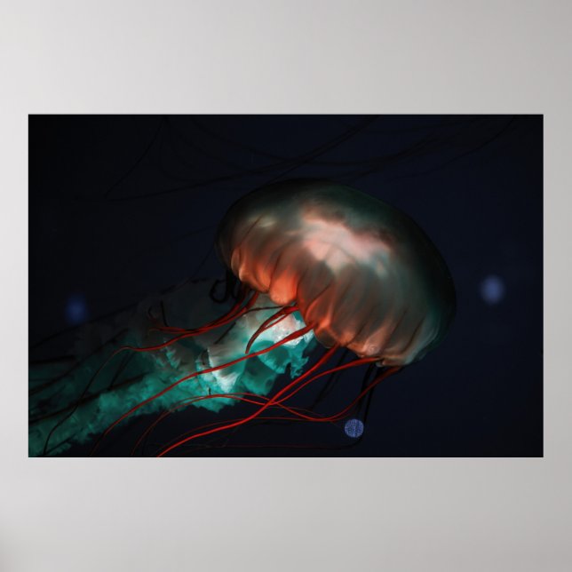 BROWN AND GREEN JELLYFISH POSTER (Front)