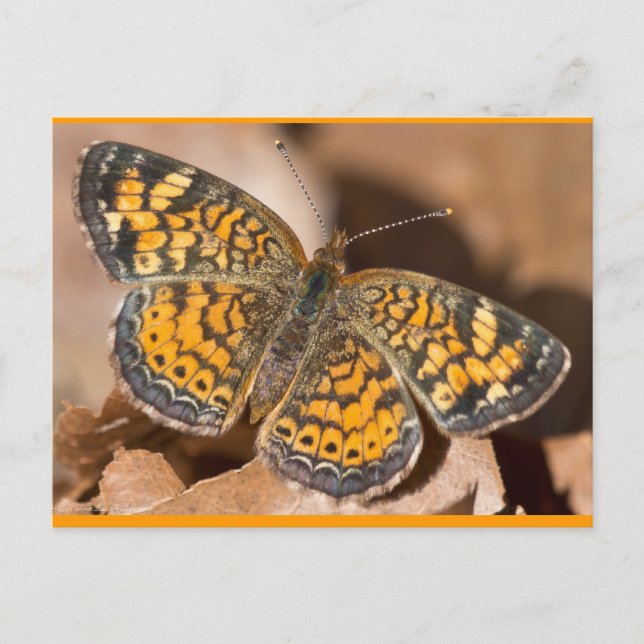 Brown and Orange Moth Apparel and Gifts Postcard (Front)