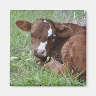 brown and white calf magnet