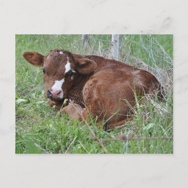 Brown and white calf postcard (Front)
