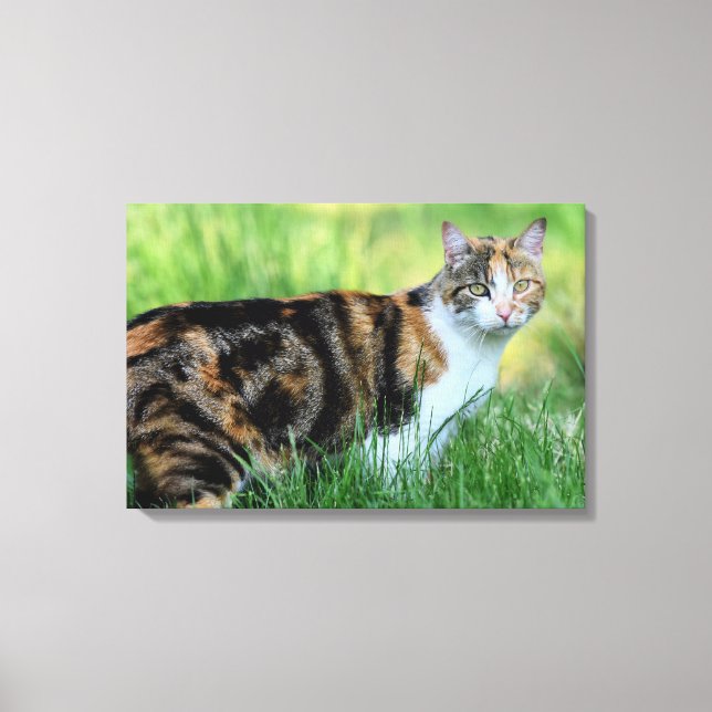Brown and white cat canvas print (Front)
