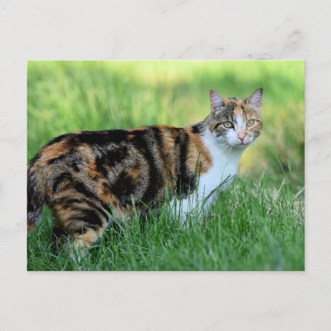 Brown and white cat postcard (Front)