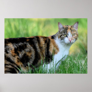 Brown and white cat poster