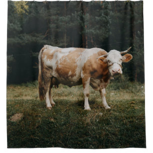 BROWN AND WHITE CHAINED COW