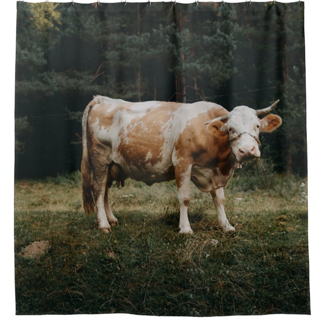 BROWN AND WHITE CHAINED COW (Front)