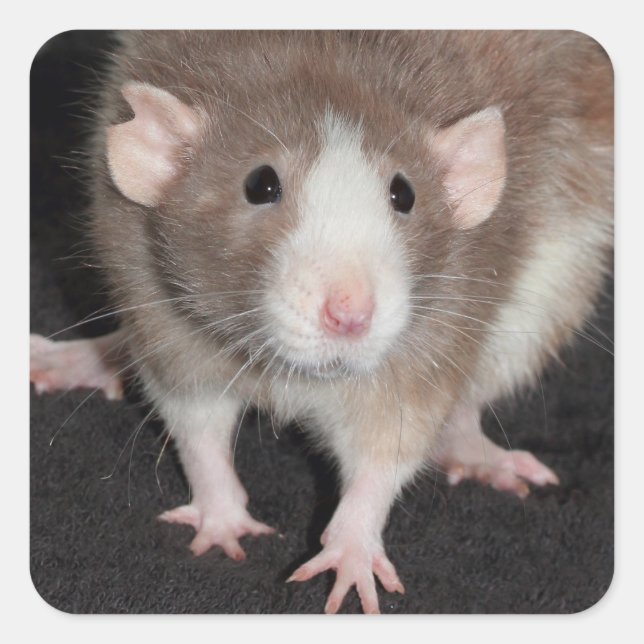 Brown and White Fancy Rat Sticker (Front)