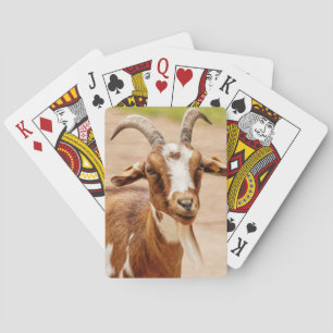 Brown and White Goat Playing Cards