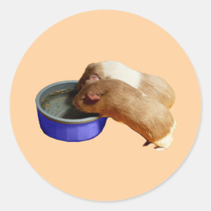 Brown And White Guinea Pig Drinking, Classic Round Sticker