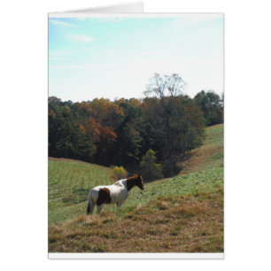 Brown and white horse at autumn pond