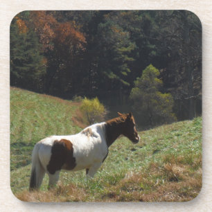 Brown and white horse at autumn pond coaster