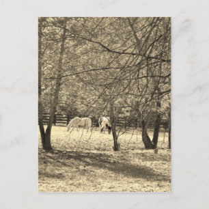 Brown  and white Horsess in tree. Sepia Tone Postcard