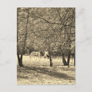 Brown and white Horsess in tree. Sepia Tone Postcard