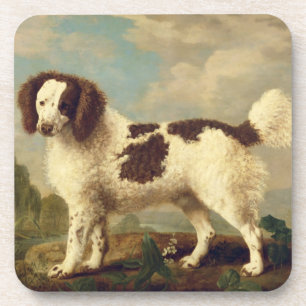 Brown and White Norfolk or Water Spaniel, 1778 (oi Coaster