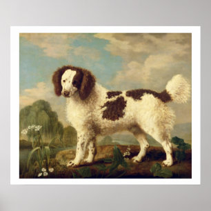 Brown and White Norfolk or Water Spaniel, 1778 (oi Poster