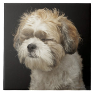 Brown and white Shih Tzu with eyes closed Tile