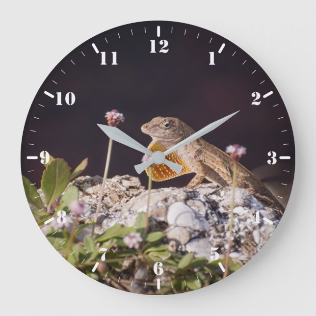 Brown anole displaying dewlap large clock (Front)