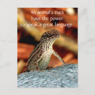 Brown Anole (Lizard) Postcard