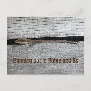 Brown Anole Postcard