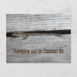 Brown Anole Postcard