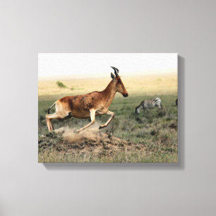 brown antelope and zebra on field at daytime canvas print