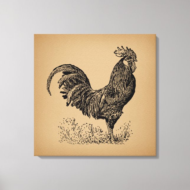 Brown Antique Rooster Illustration Chicken Art Canvas Print (Front)