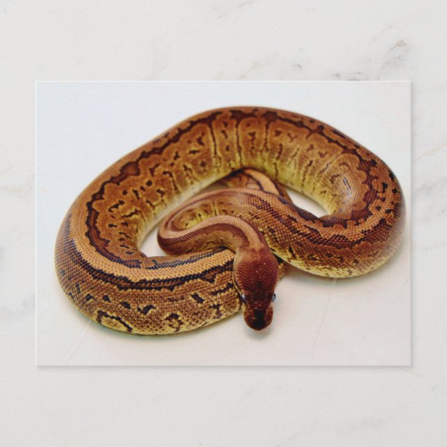 Brown Ball Python Postcard (Front)