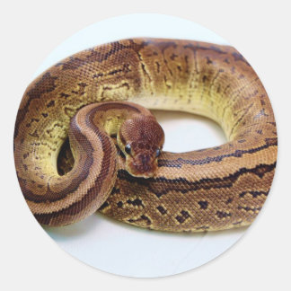 Brown Ball Python Resting Classic Round Sticker