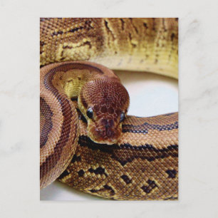 Brown Ball Python Resting Postcard
