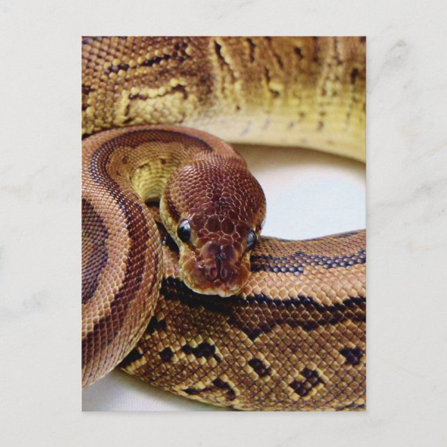 Brown Ball Python Resting Postcard (Front)