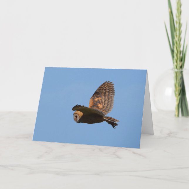 Brown Barn Owl Flying against Blue Sky Card (Front)