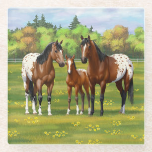 Brown Bay Appaloosa Horses In Summer Pasture Glass Coaster
