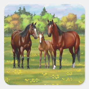Brown Bay Quarter Horses In Summer Pasture Square Sticker