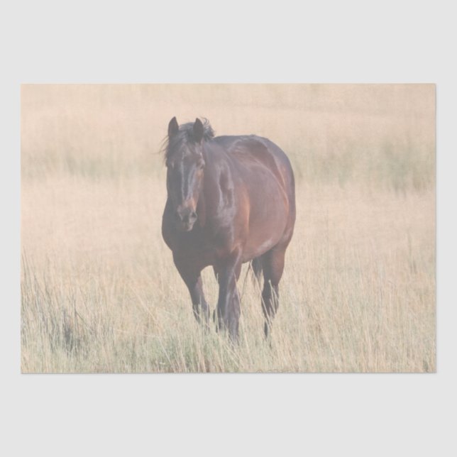 Brown Bay Wild Mustang Horse Tissue Paper (Front)