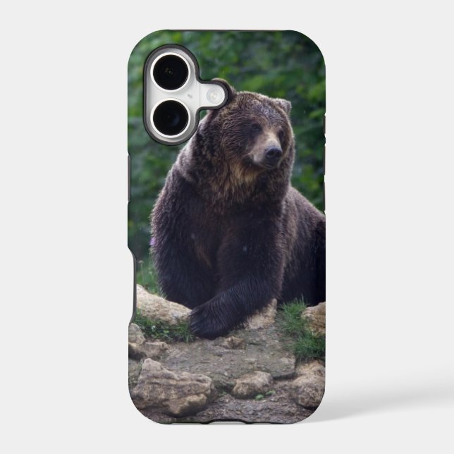 Brown bear (Back)