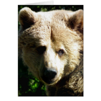 Brown bear