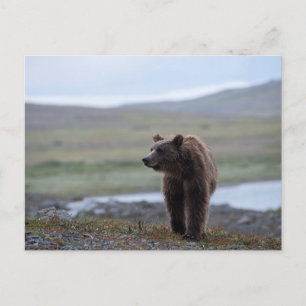 Brown Bear at the Katmai Preserve Postcard