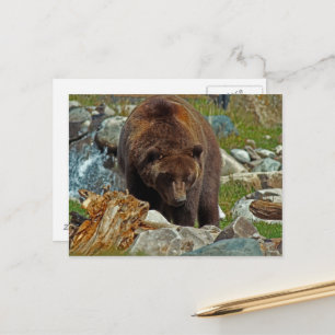 Brown Bear at Yellowstone Postcard