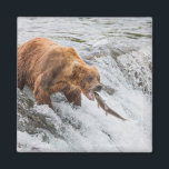 Brown Bear Catches Red Salmon Magnet<br><div class="desc">Brown bears fish for red salmon at the falls of the Brooks River, Katmai National Park, southwest, Alaska.</div>
