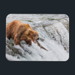 Brown Bear Catches Red Salmon Magnet<br><div class="desc">Brown bears fish for red salmon at the falls of the Brooks River, Katmai National Park, southwest, Alaska.</div>