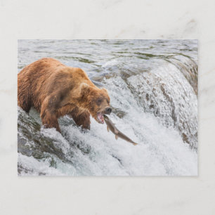 Brown Bear Catches Red Salmon Postcard