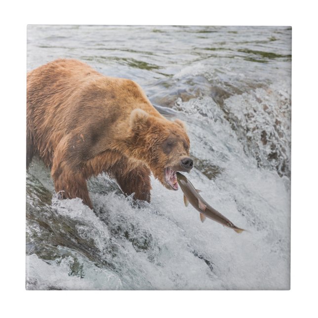 Brown Bear Catches Red Salmon Tile (Front)