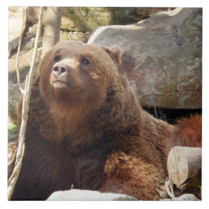 Brown bear ceramic tile