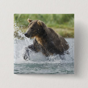 Brown Bear chasing salmon in river 2 Inch Square Button